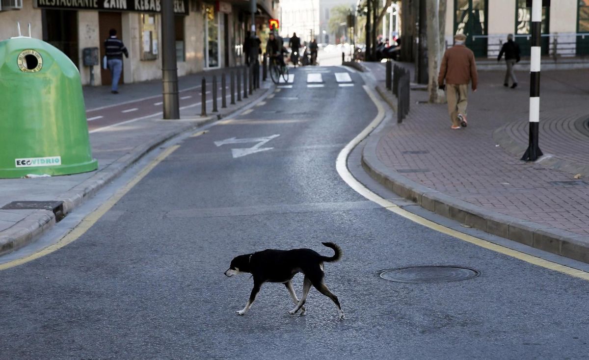 Casi 1.000 accidentes con víctimas por atropello de mascotas entre 2016 y 2020 Casi 1.000 accidentes con víctimas por atropello de mascotas entre 2016 y 2020