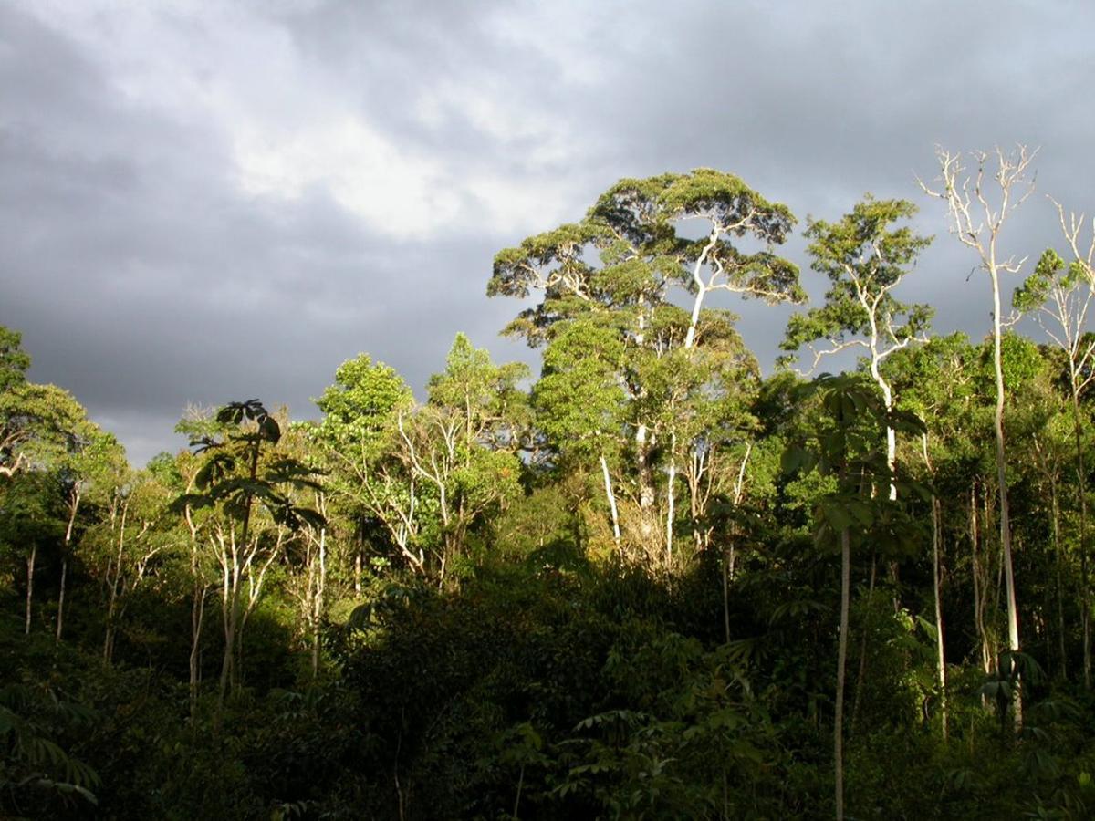 Entre 40 % y 60 % de árboles en amazónica de Ecuador son desconocidos