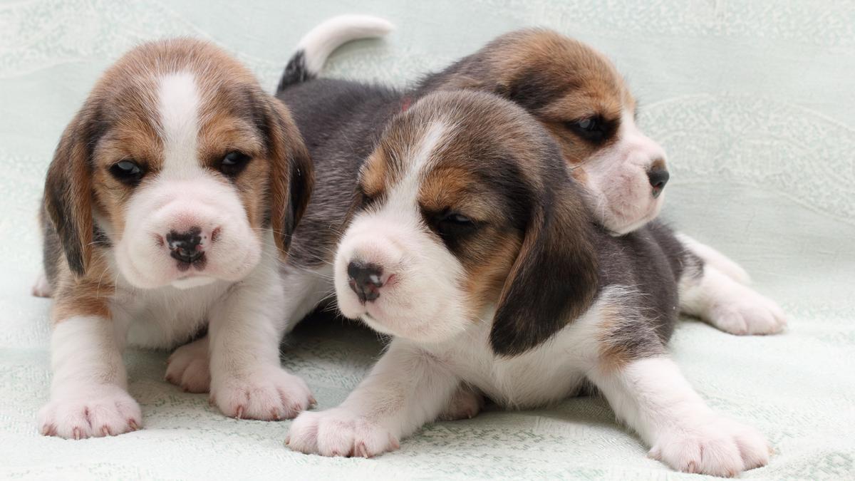 danés Arco iris freír Movilización para evitar que 38 cachorros Beagle sean sacrificados tras un  experimento