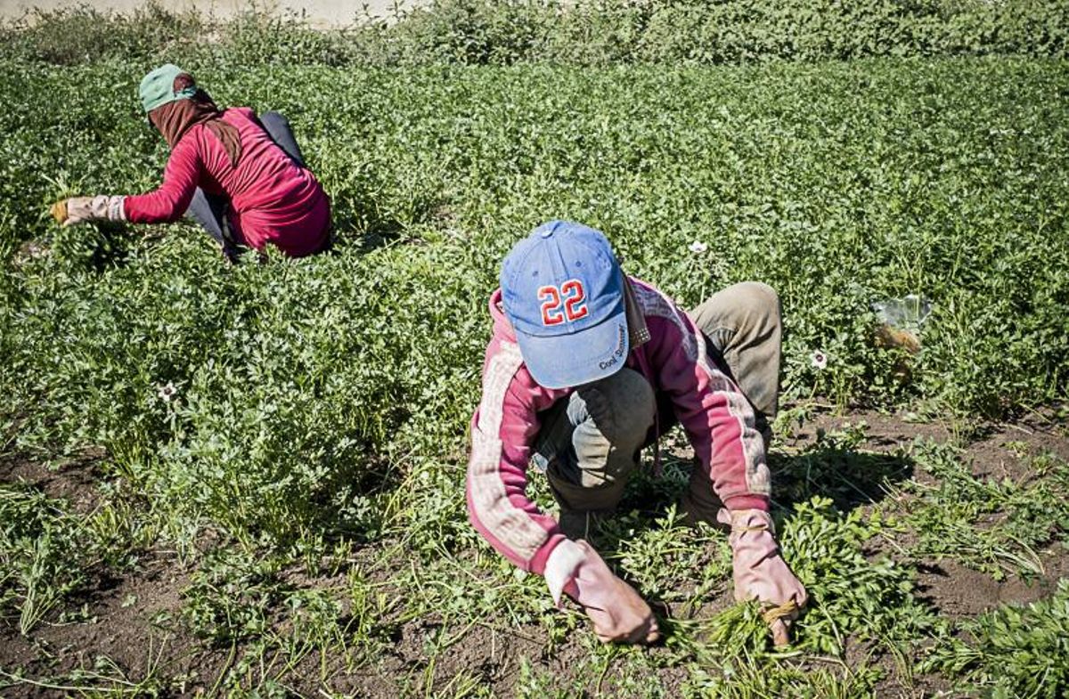 Las refugiadas sirias Taman, con una gorra azul (10 años), y Hala (10 años) recogen perejil en Bar Elias (Líbano) Las refugiadas sirias Taman, con una gorra azul (10 años), y Hala (10 años) recogen perejil en Bar Elias (Líbano)