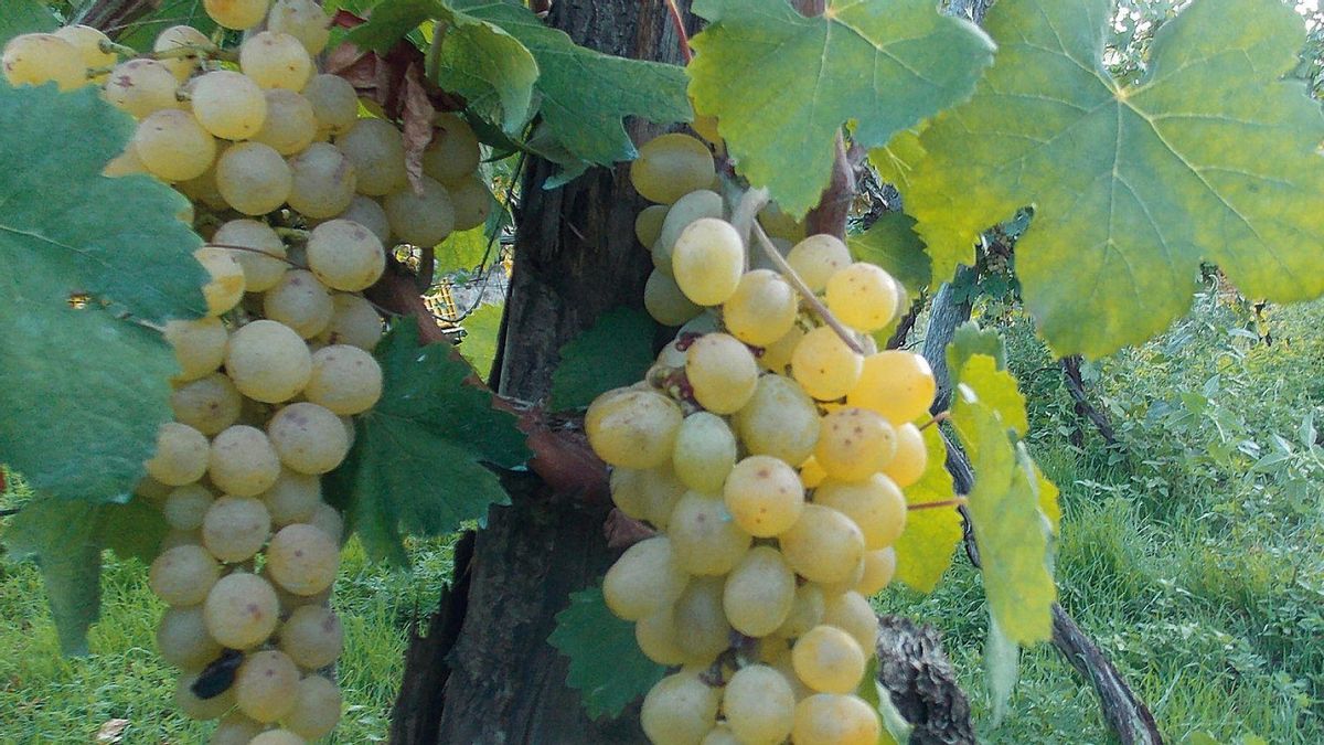 Uva de la variedad catalanesca Uva de la variedad catalanesca