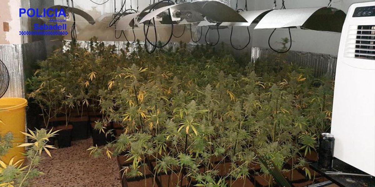 Imagen de las plantas de marihuana requisadas por los agentes Imagen de las plantas de marihuana requisadas por los agentes
