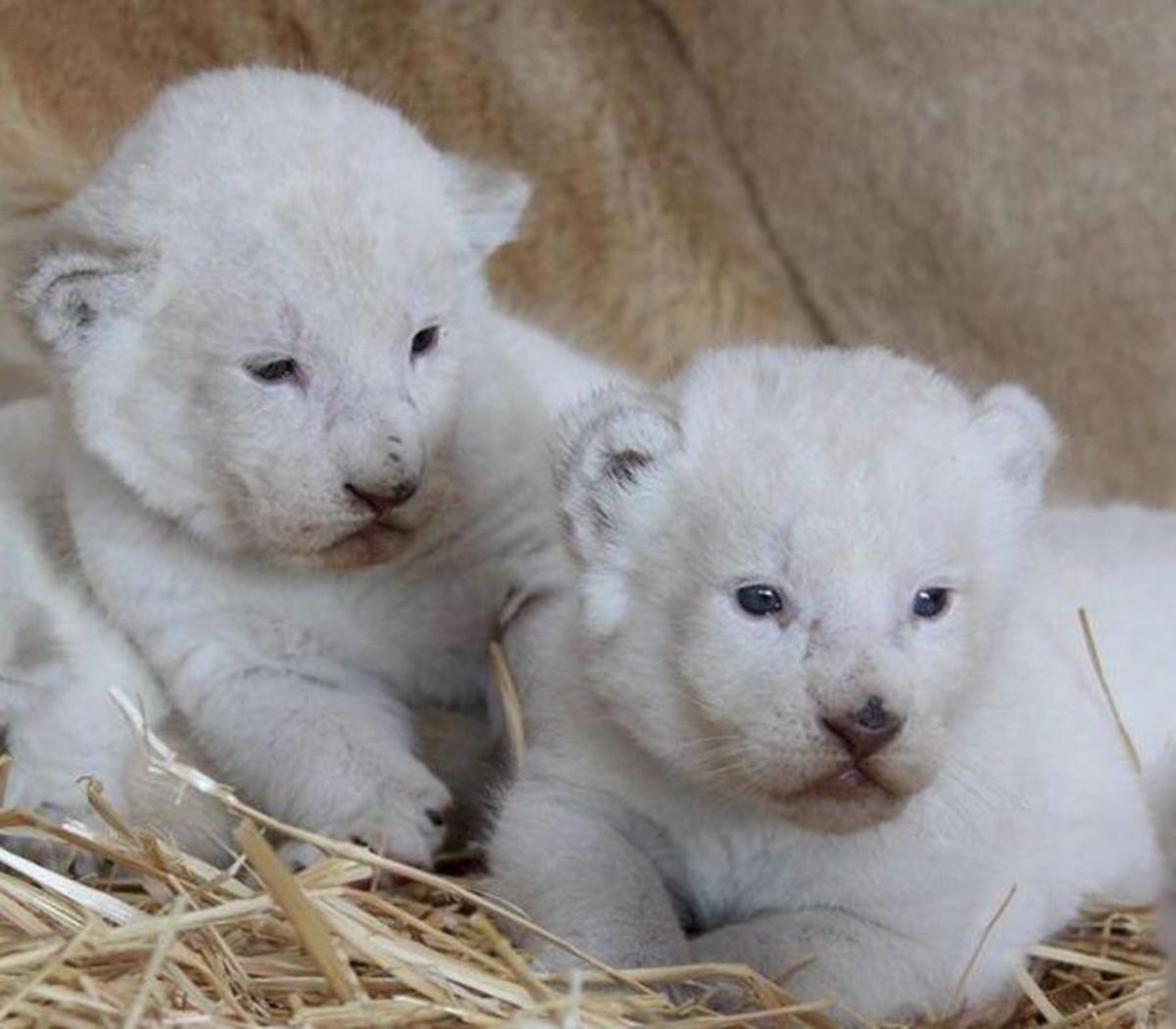 Nacen tres leones blancos en un zoo