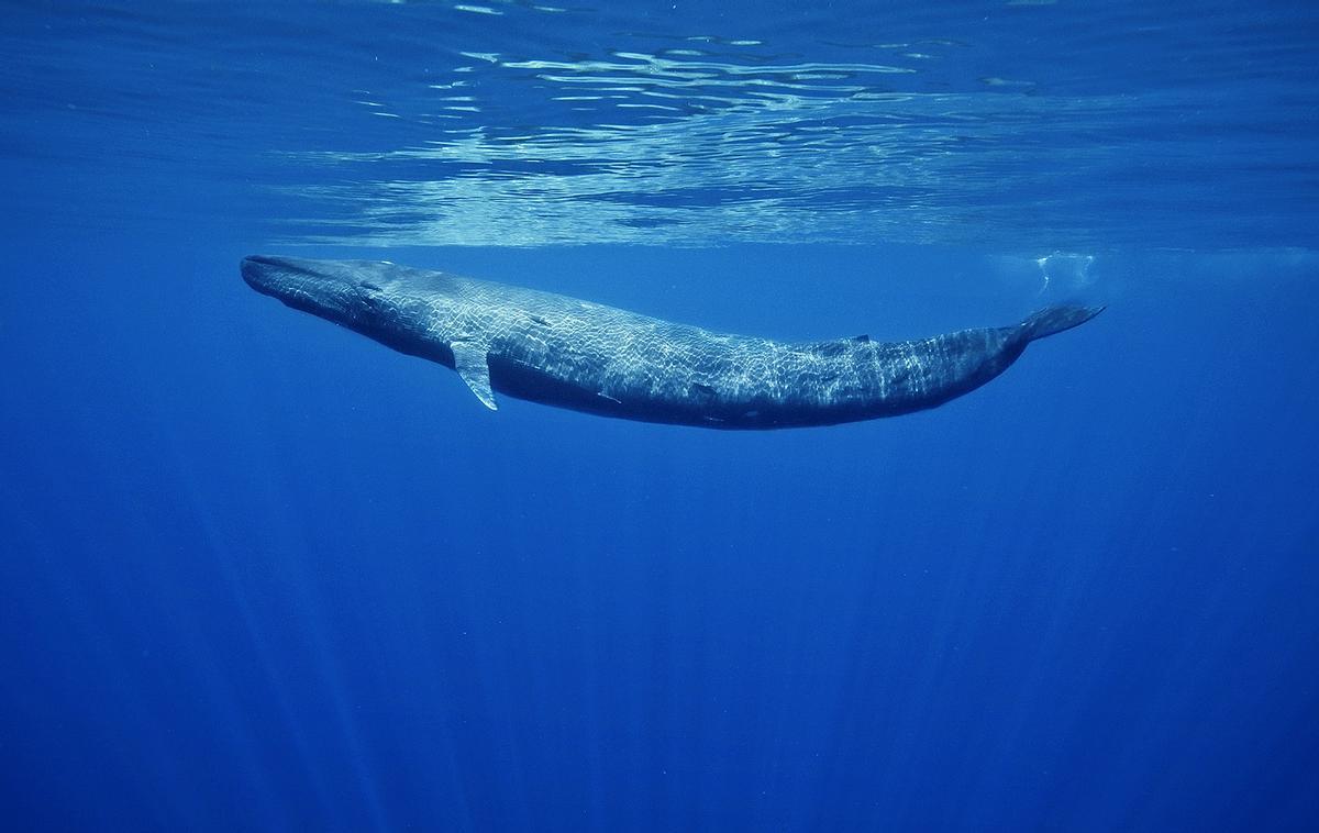 Las ballenas ingieren 10 millones de trozos de microplásticos al día