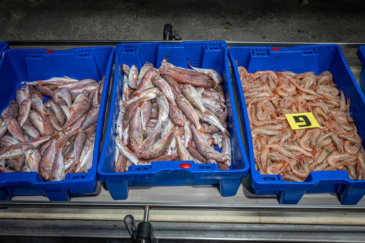 DIETA | Los pescados con más mercurio que consumes en verano