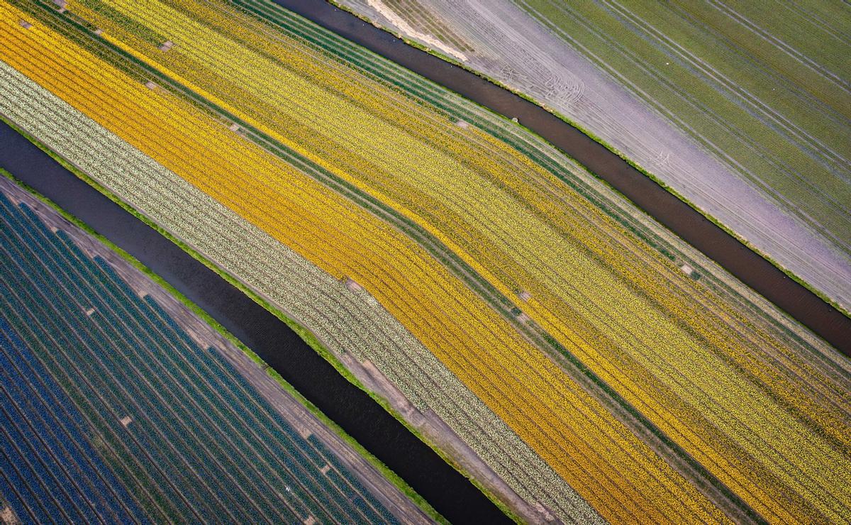 Los campos de tulipanes de los Países Bajos | FOTOS