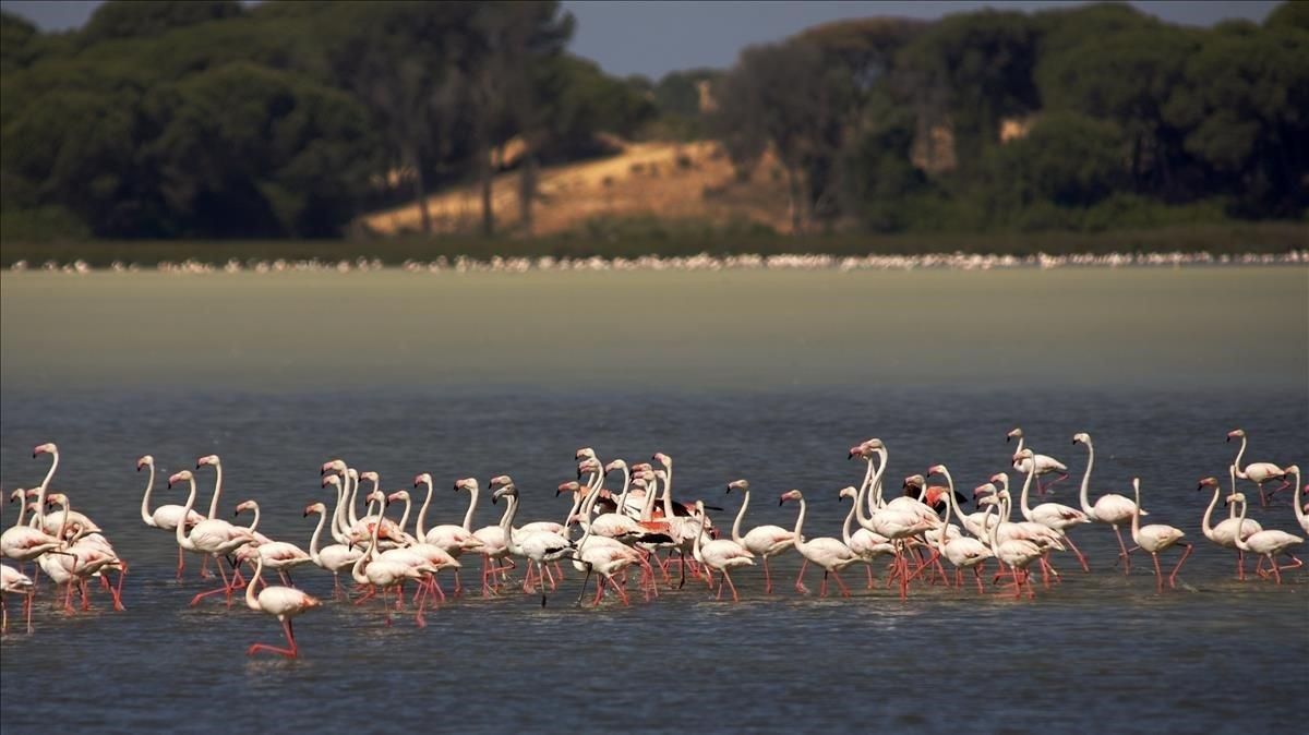 Flamencos en el parque nacional de Doñana. Flamencos en el parque nacional de Doñana.