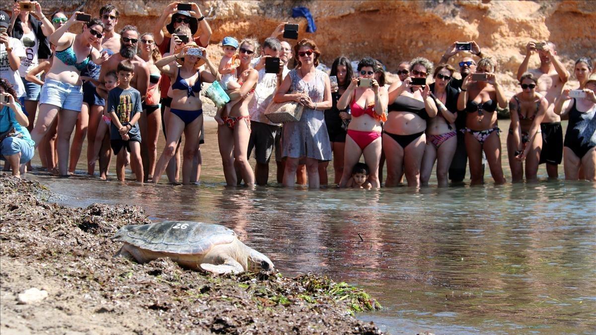 Momento de liberación de una de las tortugas esta mañana en l’Atmella de Mar.