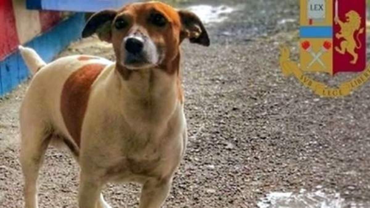 El perrito Pocho, la estrella de la brigada antidrogas de Nápoles. El perrito Pocho, la estrella de la brigada antidrogas de Nápoles.