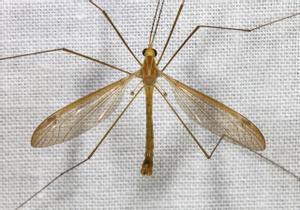 Aquest és l’únic mosquit que no pots matar