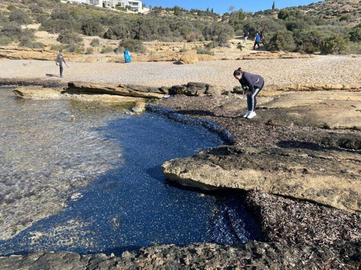 Invasión de pequeñas medusas (inofensivas) en las playas del Mediterráneo Invasión de pequeñas medusas (inofensivas) en las playas del Mediterráneo