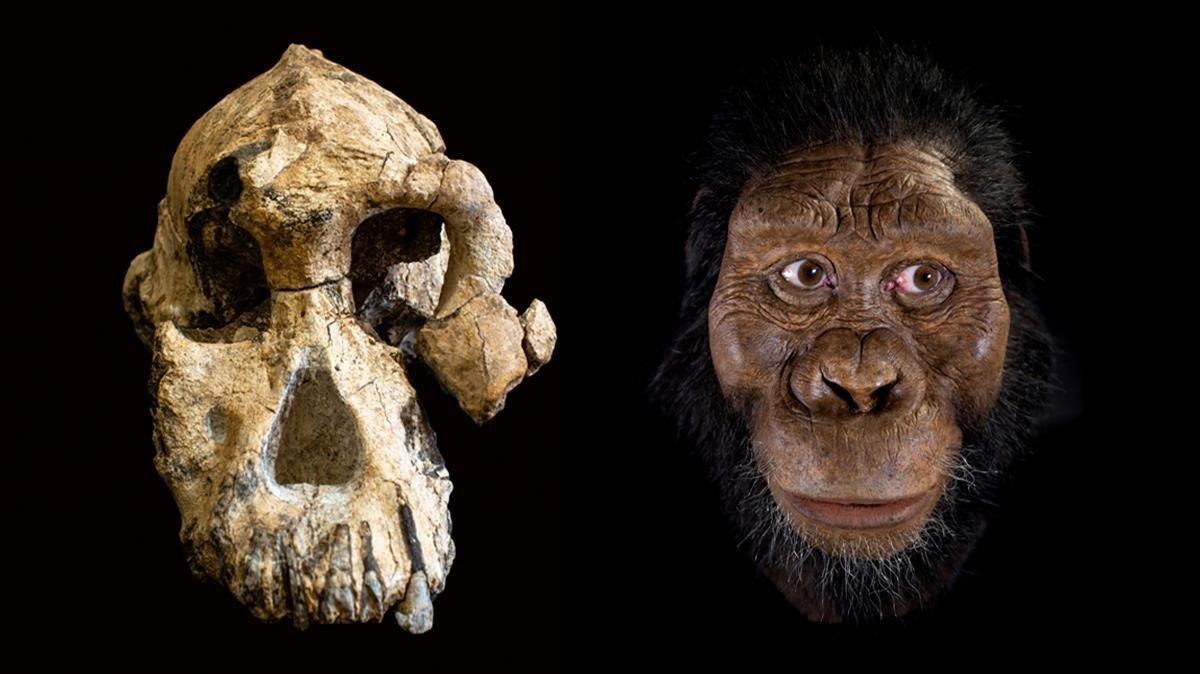 El hallazgo de un cráneo demuestra que la especie de Lucy no vivió sola