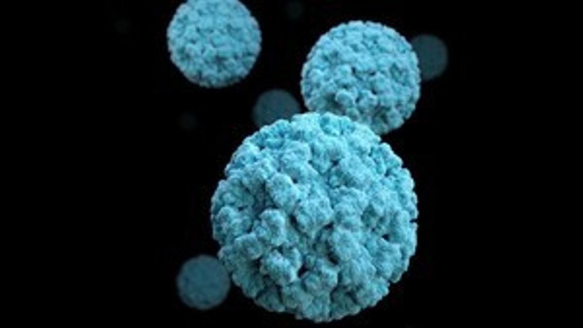 Alarma al Regne Unit per un brot de norovirus