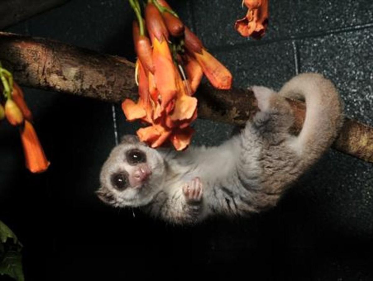 Un lémur de cola gruesa, ’Cheirogaleus medius’, el animal hibernante más cercano a los humanos. Un lémur de cola gruesa, ’Cheirogaleus medius’, el animal hibernante más cercano a los humanos.