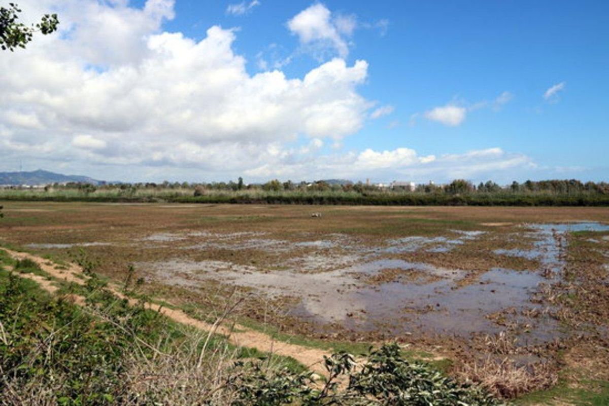 Vista general de uno de los prados del Delta del Llobregat. Vista general de uno de los prados del Delta del Llobregat.