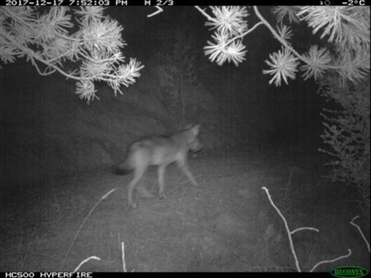 Imagen del lobo captada por las cámaras de fototrampeo.