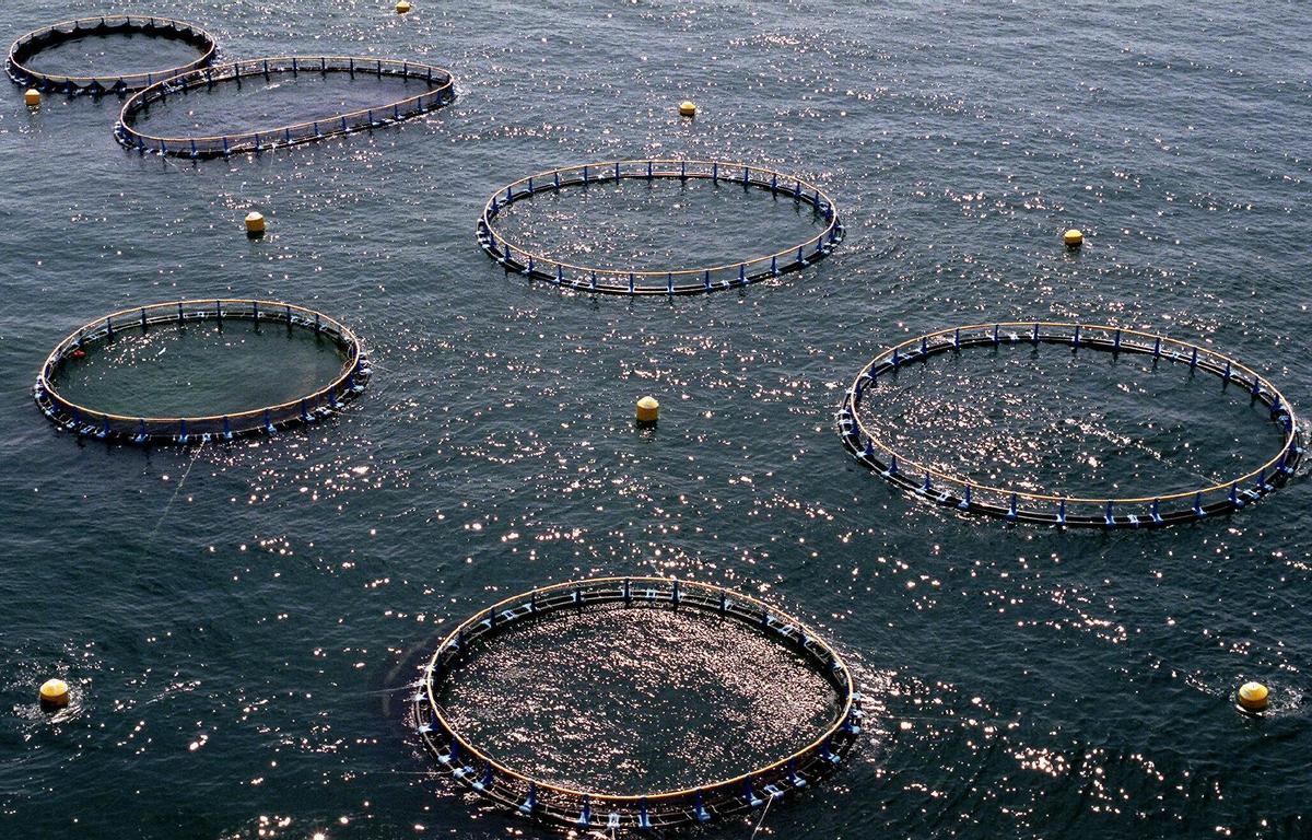 L’aqüicultura guanya terreny als productes del mar