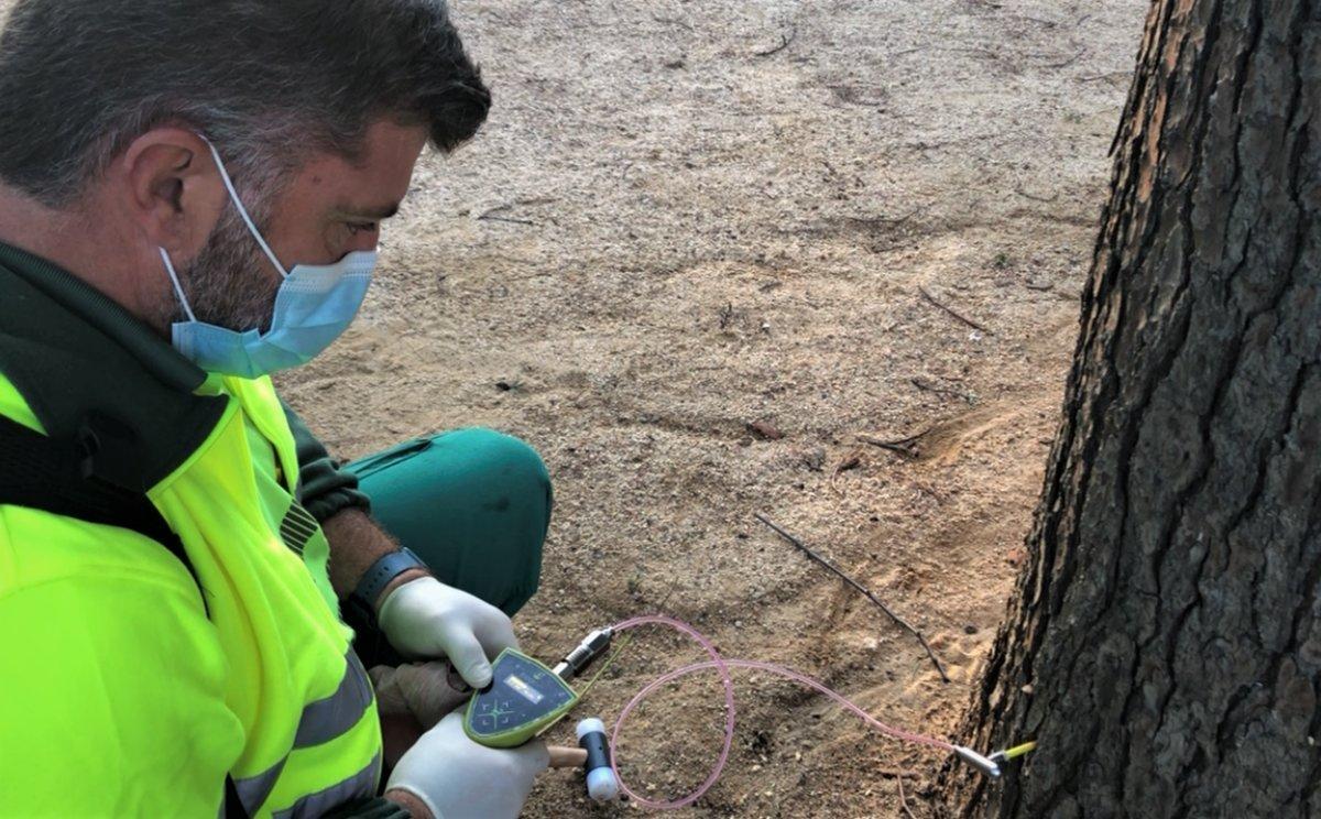 Un operario del Servicio de Espacios Públicos del Ayuntamiento de Mataró aplicando endoterapia en el tronco de un árbol.