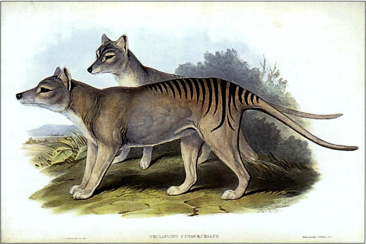 Thylacinus cynocephalus, también conocido como tigre de Tasmania, fue cazado hasta su extinción por los humanos.