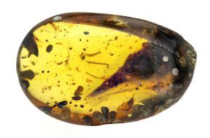 Ejemplar de ’Oculudentavis’ atrapado en una gota de ámbar de unos 99 millones de años