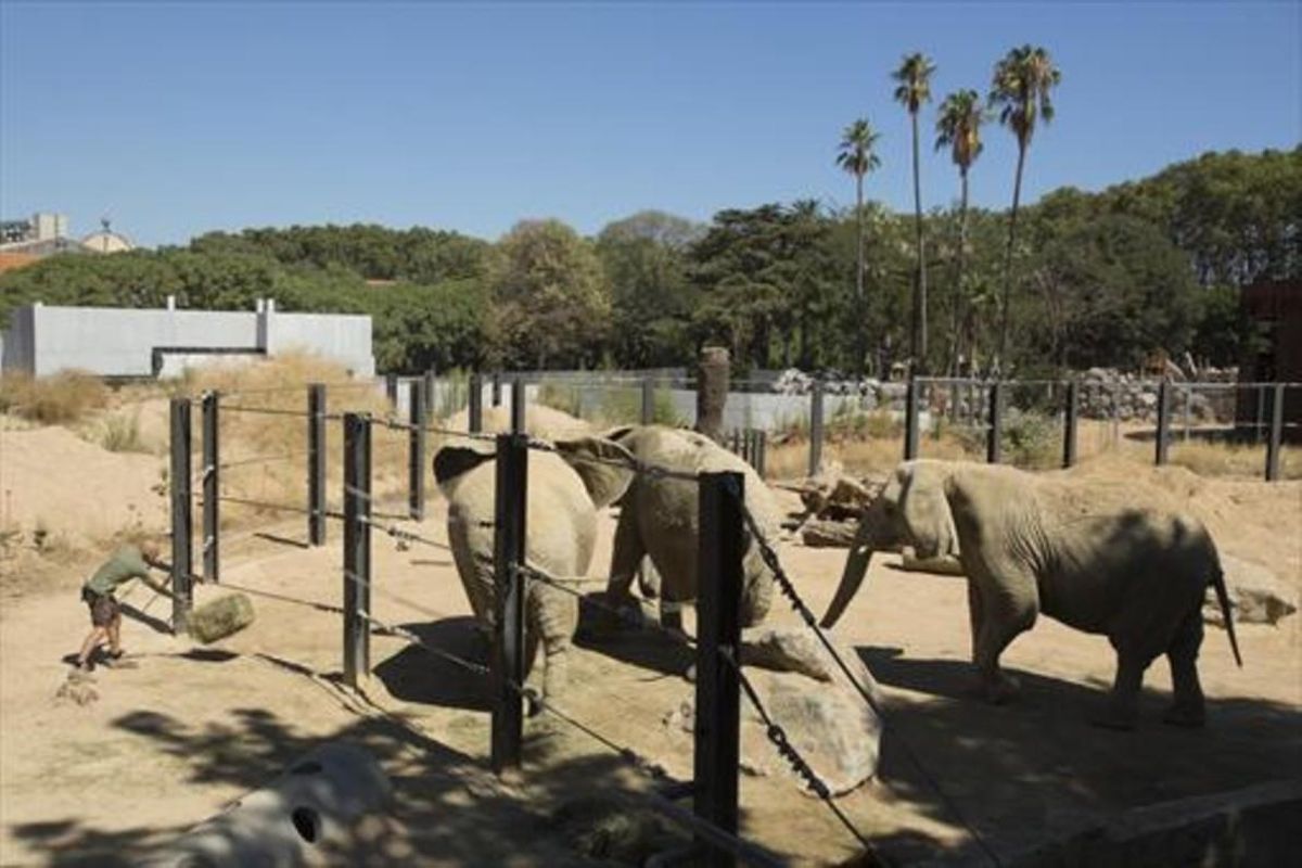 Un cuidador sirve alimento a los elefantes del Zoo de Barcelona. Un cuidador sirve alimento a los elefantes del Zoo de Barcelona.