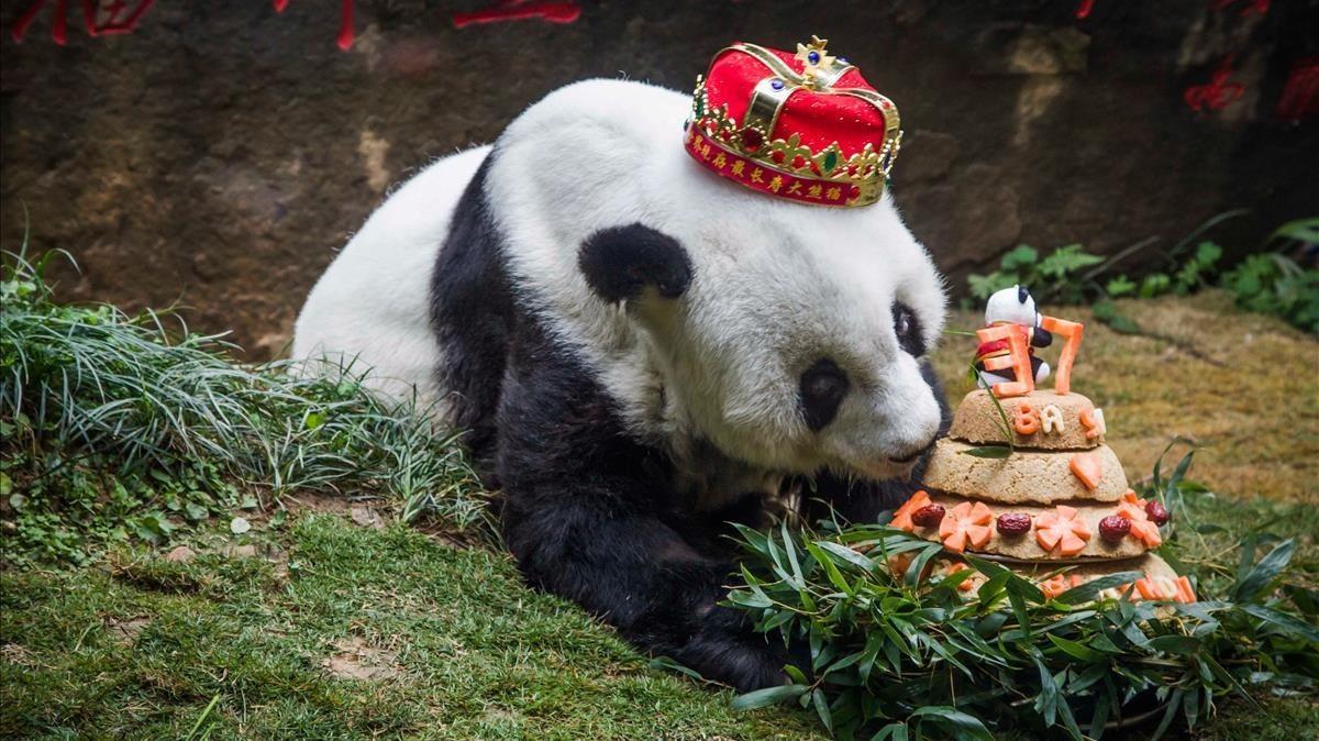 La osa panda Basi, en enero, durante su ultima fiesta de cumpleaños.