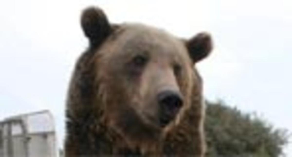 Un oso actor mata a su entrenador de un mordisco en California