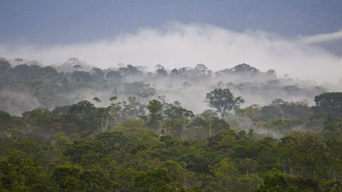 Algunas zonas del Amazonas emiten más carbono del que absorben Algunas zonas del Amazonas emiten más carbono del que absorben
