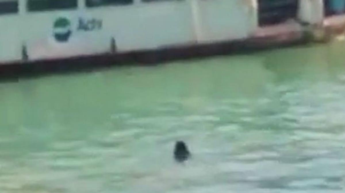 Imagen del inmigrante gambiano que murió en aguas del canal de Venecia, en uno de los vídeos que circula por YouTube.