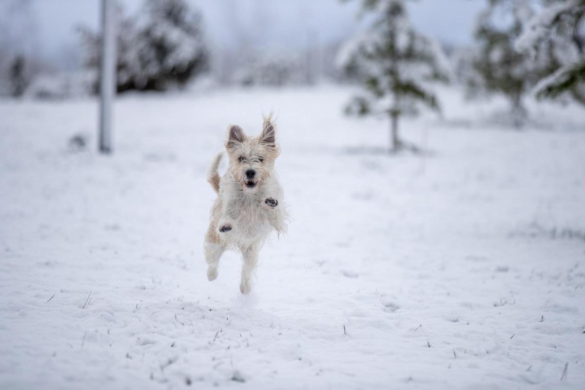 La neu La neu