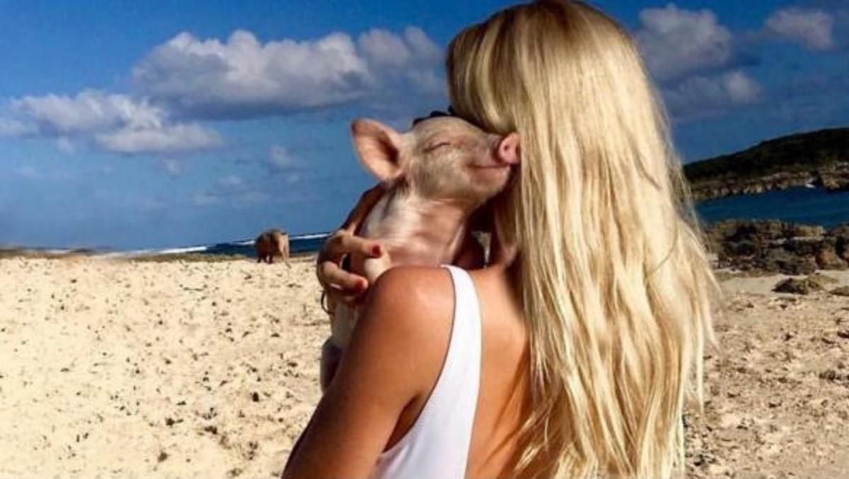 Uno de los cerditos de la isla, con una turista. Uno de los cerditos de la isla, con una turista.