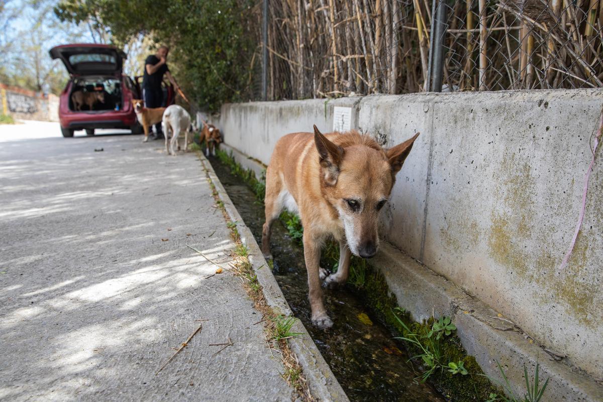 Los perros de José Antonio, un vecino de Badalona, aprovechan desde hace años el agua que brota de la fuga de Canyet para refrescarse