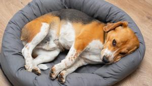 Perro de la raza beagle tricolor