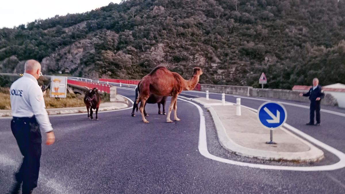 Un dromedario y varios bueyes se escapan de una finca del Pertús y provocan un accidente en la N-II en La Jonquera