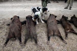 Perros de caza, junto a jabalís abatidos en Albanyà, el año pasado.