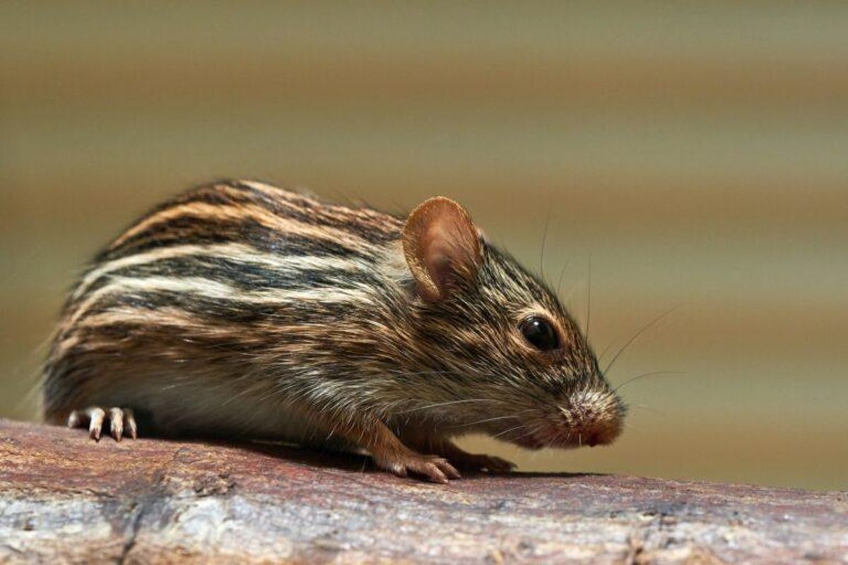 Los ratones aprenden de los humanos a resolver problemas Los ratones aprenden de los humanos a resolver problemas