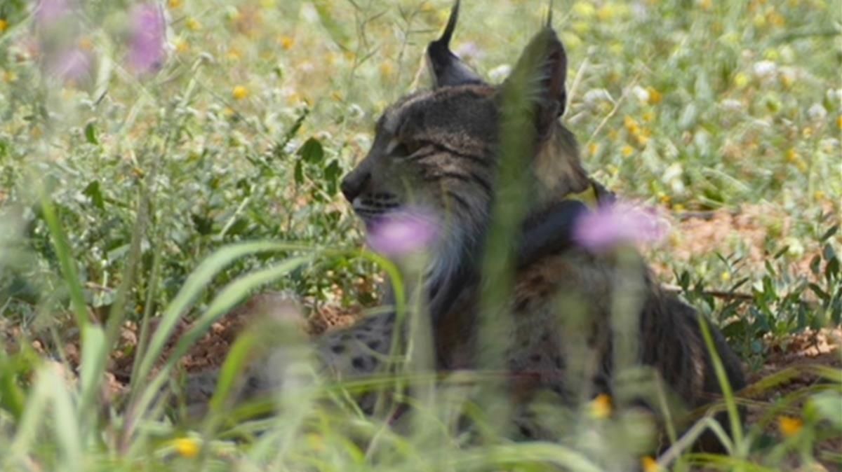 Lince ibérico fotografiado por los Agents Rurals de la Generalitat en el área metropolitana de Barcelona. Se trata de Litio, un ejemplar liberado en Portugal. Lince ibérico fotografiado por los Agents Rurals de la Generalitat en el área metropolitana de Barcelona. Se trata de Litio, un ejemplar liberado en Portugal.