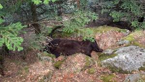 El oso Cachou, muerto en la zona de Soberpera, en la Vall d’Aran, el 9 de abril del año pasado.