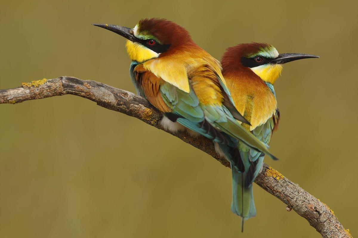 Día Mundial de las Aves Migratorias: ¿Por qué son importantes y por qué están en declive?