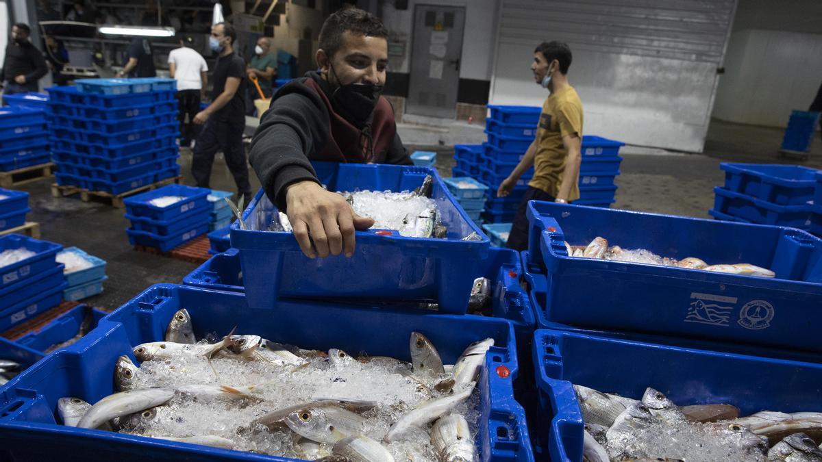 Peixos i crustacis catalans tenen bona salut, malgrat el mal estat del Mediterrani