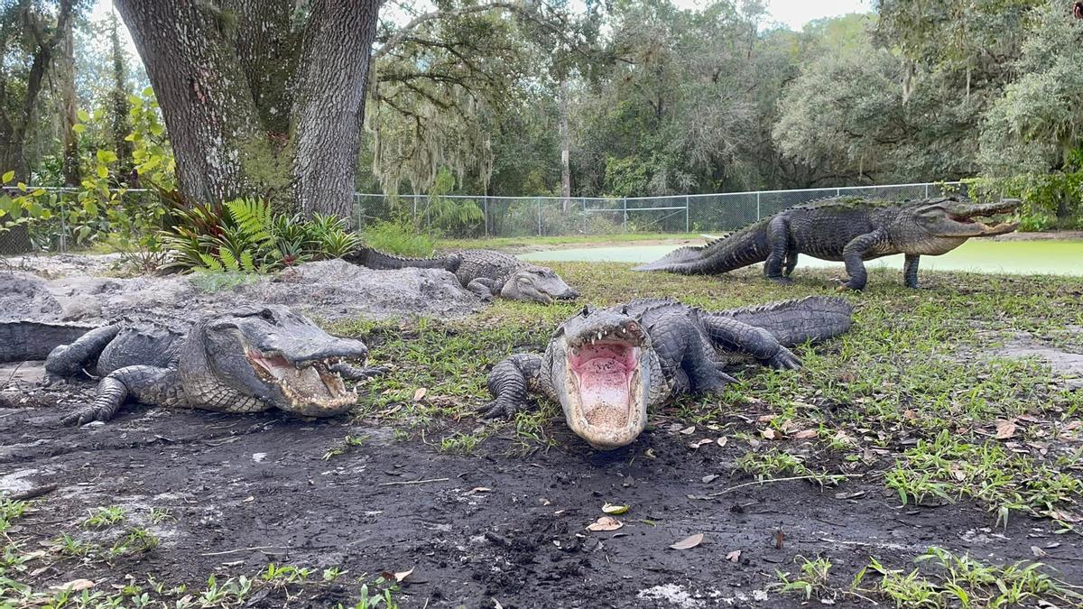 Detenido un joven por grabarse dentro del estanque de los caimanes de un zoo de Florida