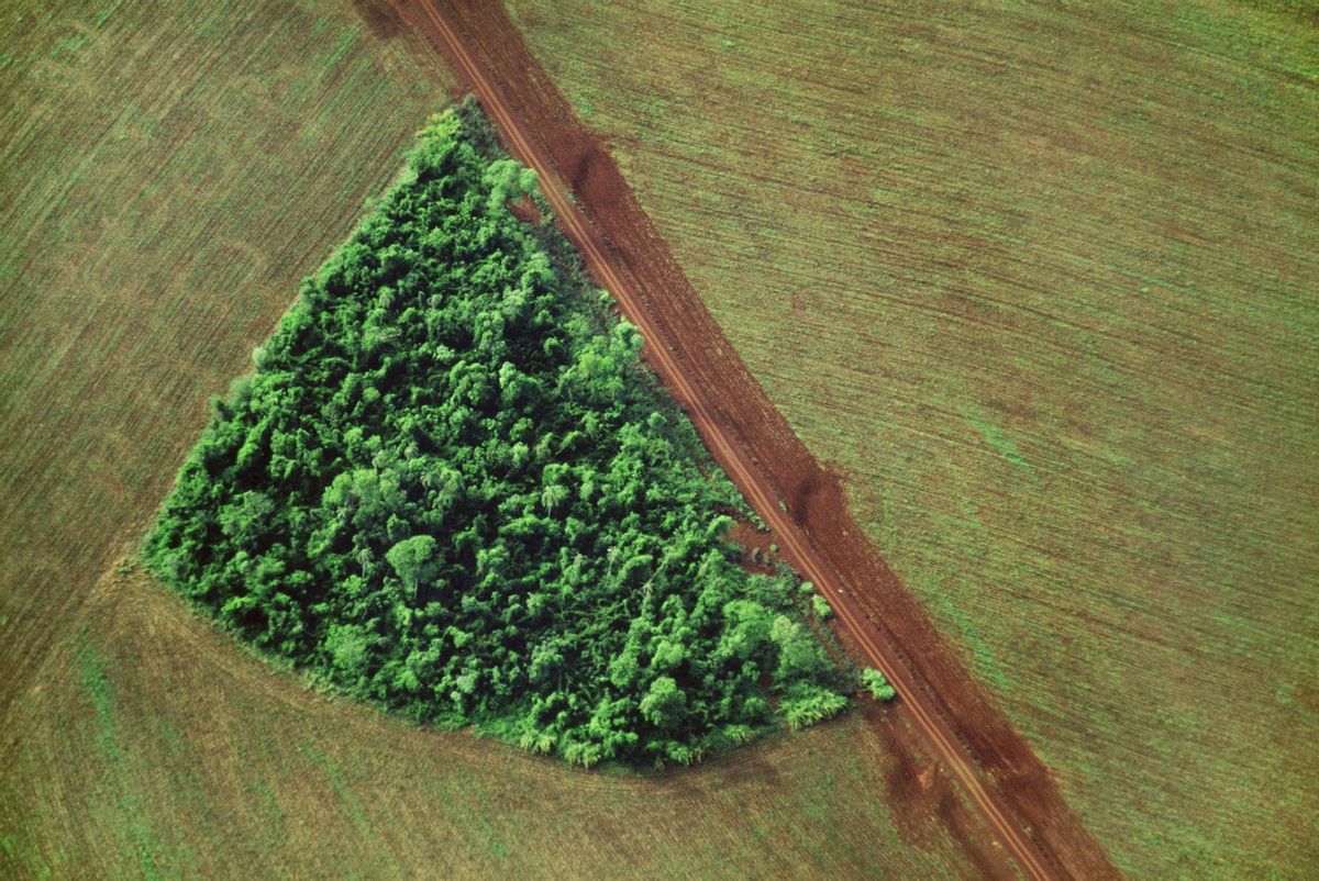 Brasil liderará a medio plazo la producción agrícola mundial, según un exministro Brasil liderará a medio plazo la producción agrícola mundial, según un exministro