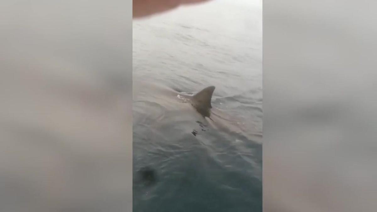 El inesperado encuentro de un pescador con un tiburón blanco en Ribadesella: Pude ver los dientes y mete miedo.