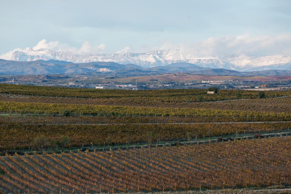 Campos de la bodega Laus en Alto Aragón. Campos de la bodega Laus en Alto Aragón.