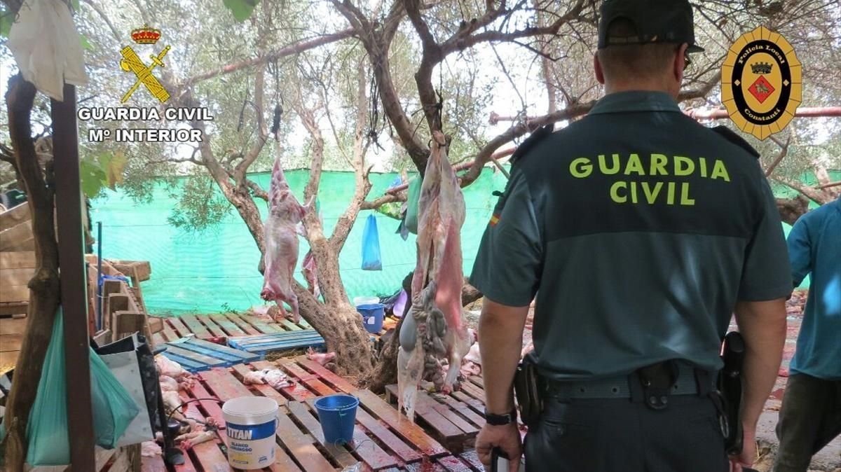 Agentes durante el desmantelamiento de un matadero ilegal en Constantí Agentes durante el desmantelamiento de un matadero ilegal en Constantí
