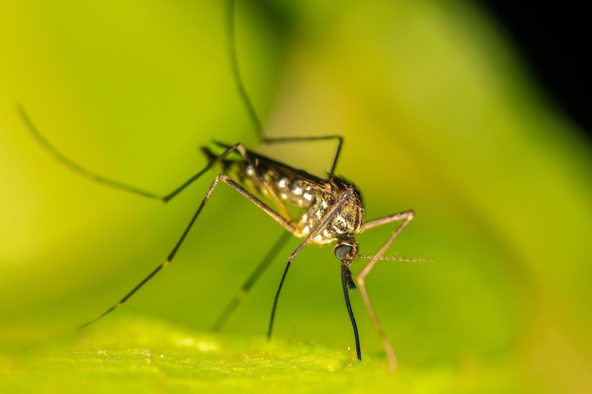 ¿A dónde van los mosquitos en invierno? ¿A dónde van los mosquitos en invierno?