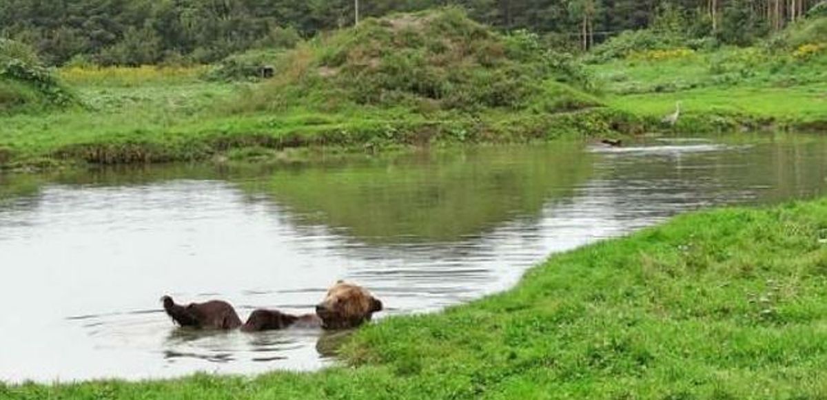 Un oso, disfrutando de la libertad en el Santuario Liberaty Bear de Rumanía. Un oso, disfrutando de la libertad en el Santuario Liberaty Bear de Rumanía.