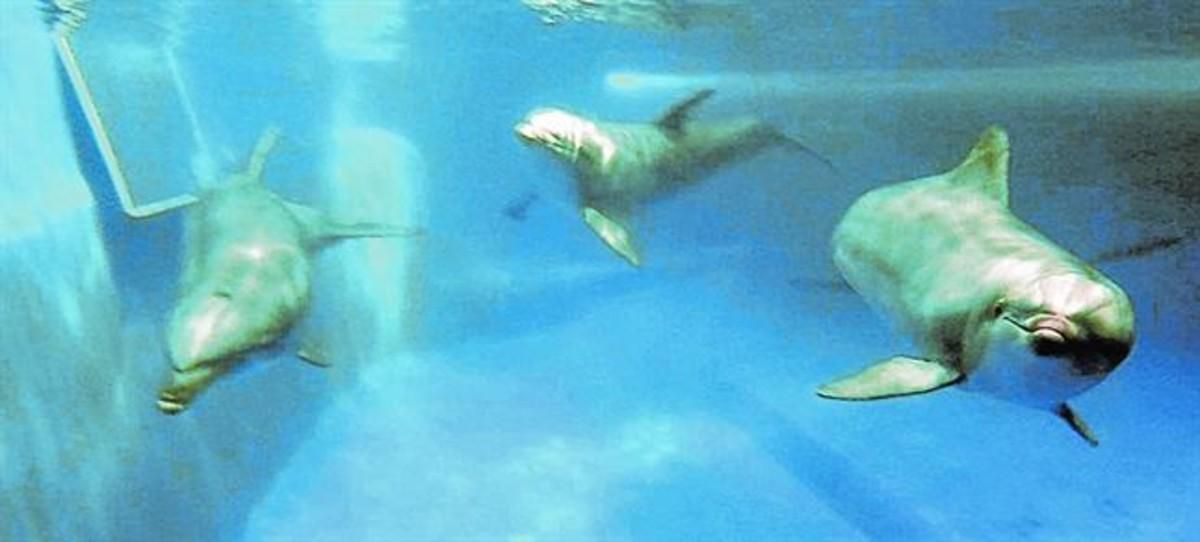 UN MAMÍFERO EXTRAORDINARIO Kuni, Leia, Anak, Blau, Tumay y Nuiknadan con simpática elegancia en las aguas del delfinario del Zoo. UN MAMÍFERO EXTRAORDINARIO Kuni, Leia, Anak, Blau, Tumay y Nuiknadan con simpática elegancia en las aguas del delfinario del Zoo.