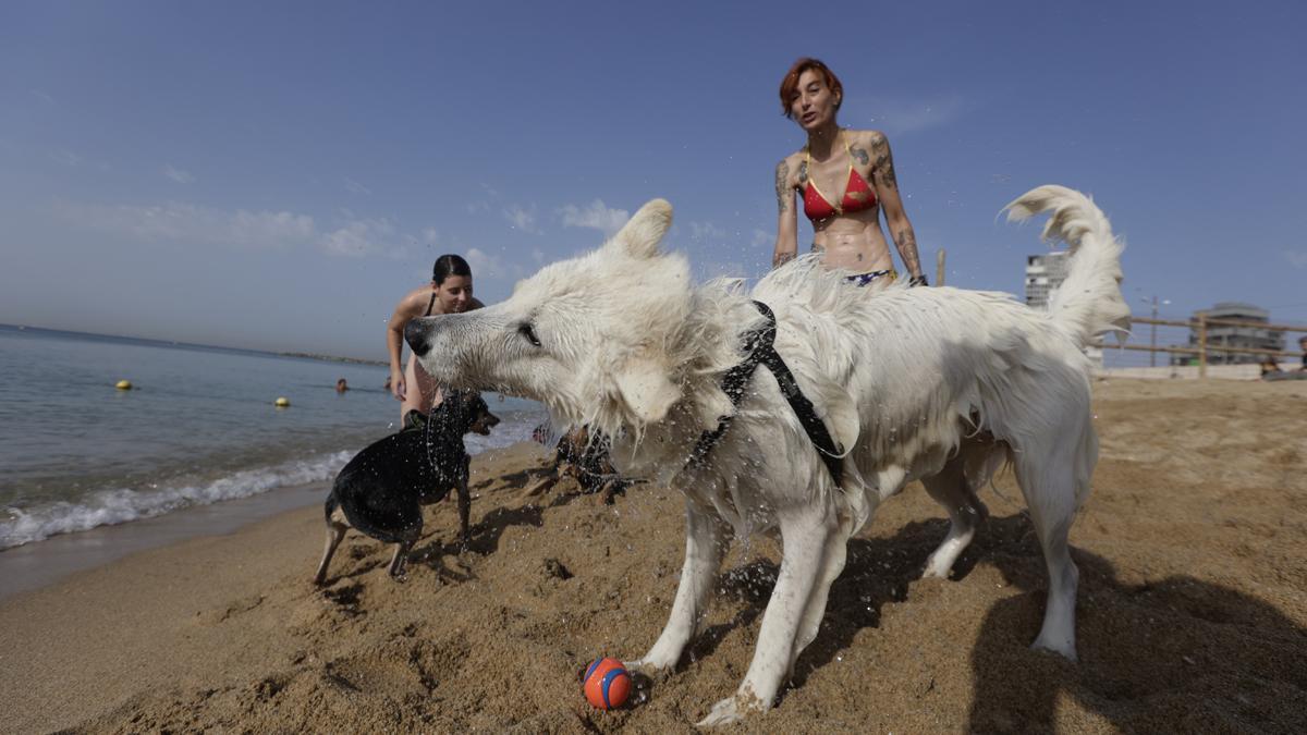 Dos perros juegan en la zona habilitada para ellos en la playa de Llevant de Barcelona.