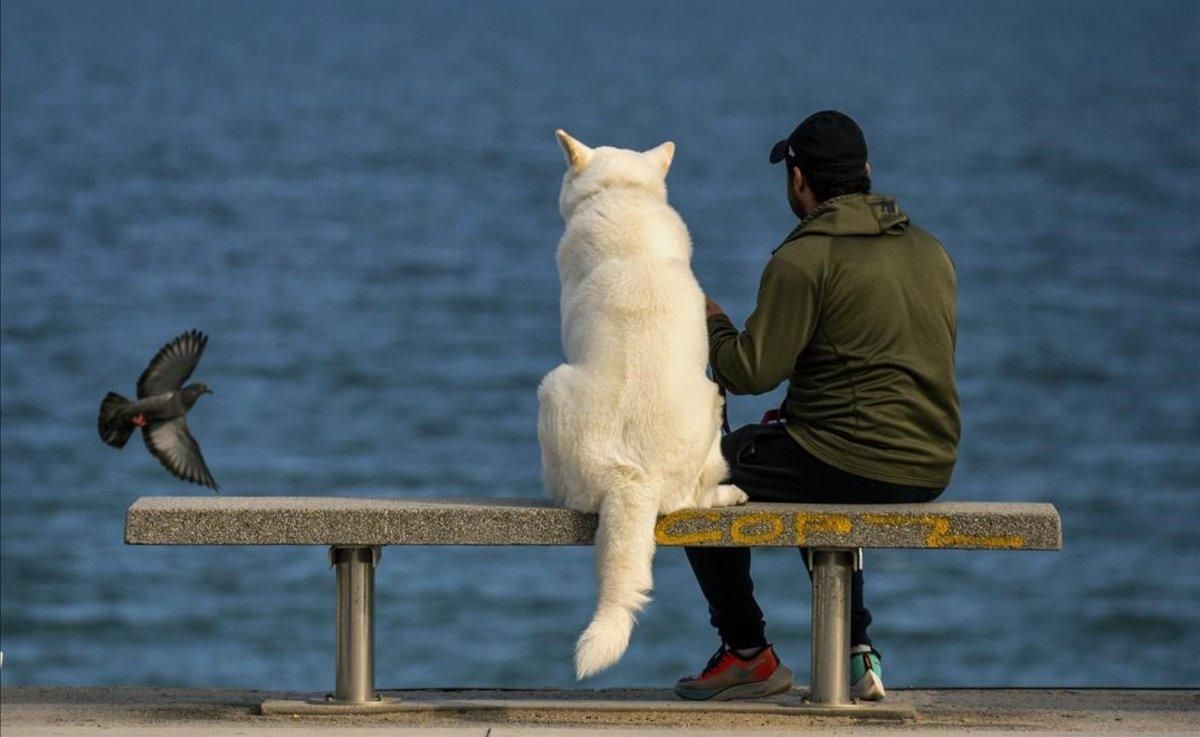 Consells per al correcte desconfinament de les mascotes Consells per al correcte desconfinament de les mascotes